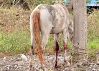 caballo abandonado Ciudad Madero