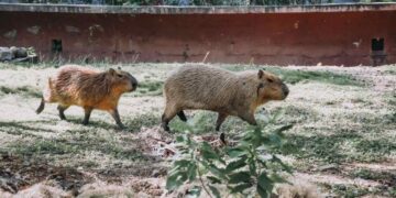 capibara en el Tamatán de Ciudad Victoria