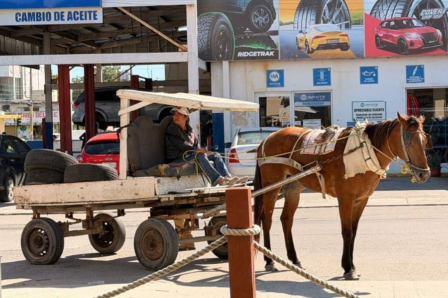 carretas con tracción animal Tampico
