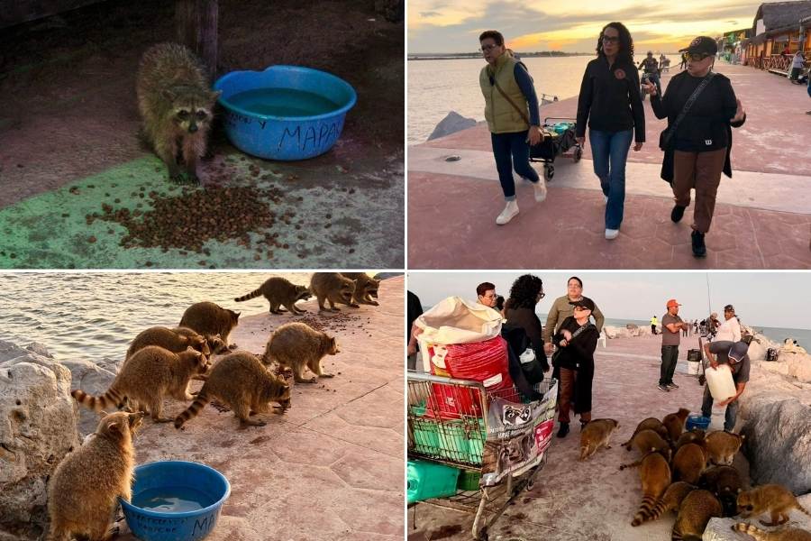 cuidado de mapaches en Ciudad Madero