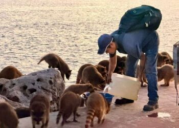 cuidado de mapaches en Ciudad Madero