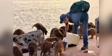 cuidado de mapaches en Ciudad Madero