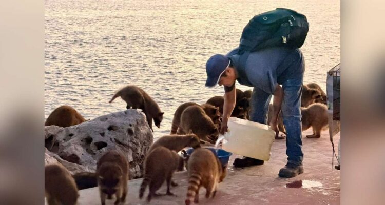 cuidado de mapaches en Ciudad Madero