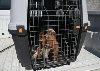 denuncia contra maltrato animal en Victoria