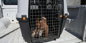 denuncia contra maltrato animal en Victoria