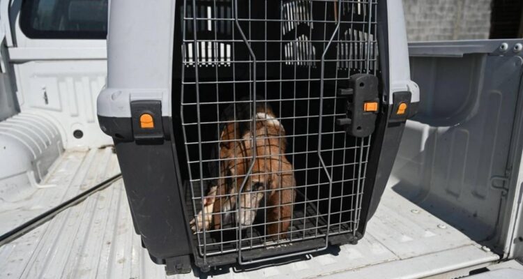 denuncia contra maltrato animal en Victoria
