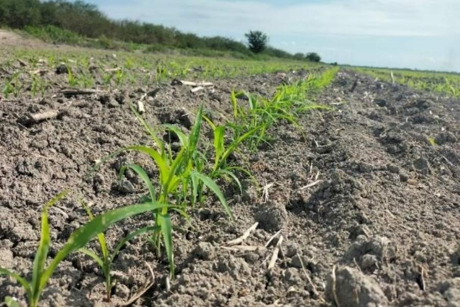 falta de recursos siembra tamaulipas