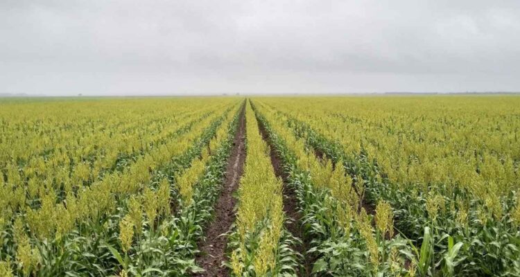 falta de recursos siembra tamaulipas