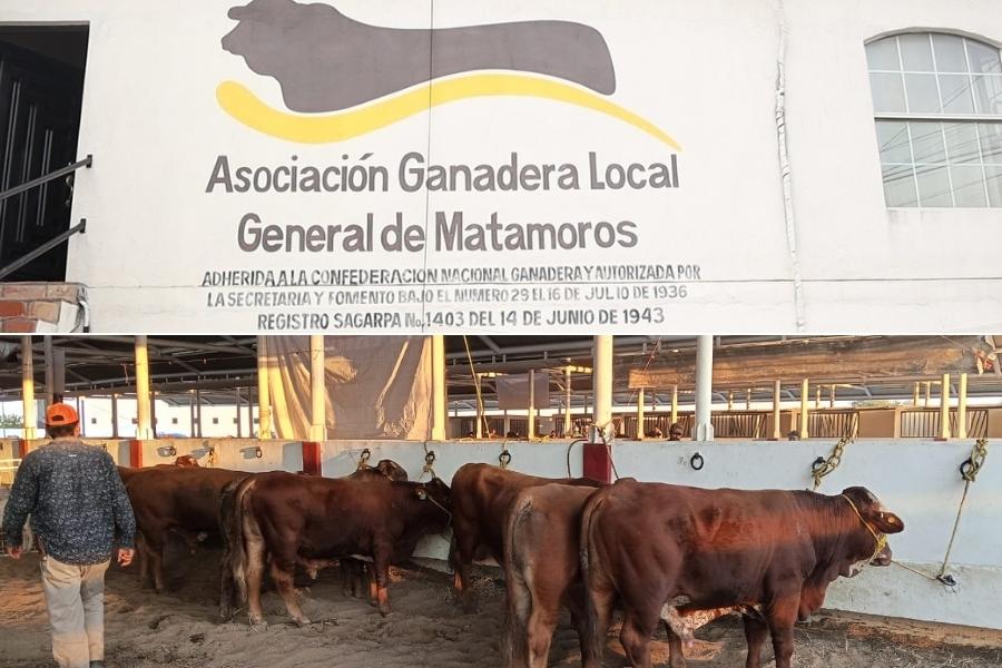 gusano barrenador en Matamoros