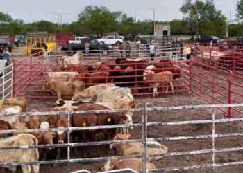 gusano barrenador en Matamoros