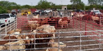 gusano barrenador en Matamoros