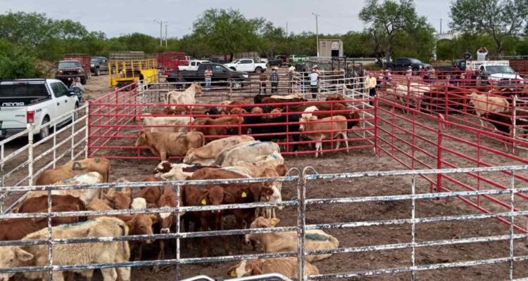 gusano barrenador en Matamoros