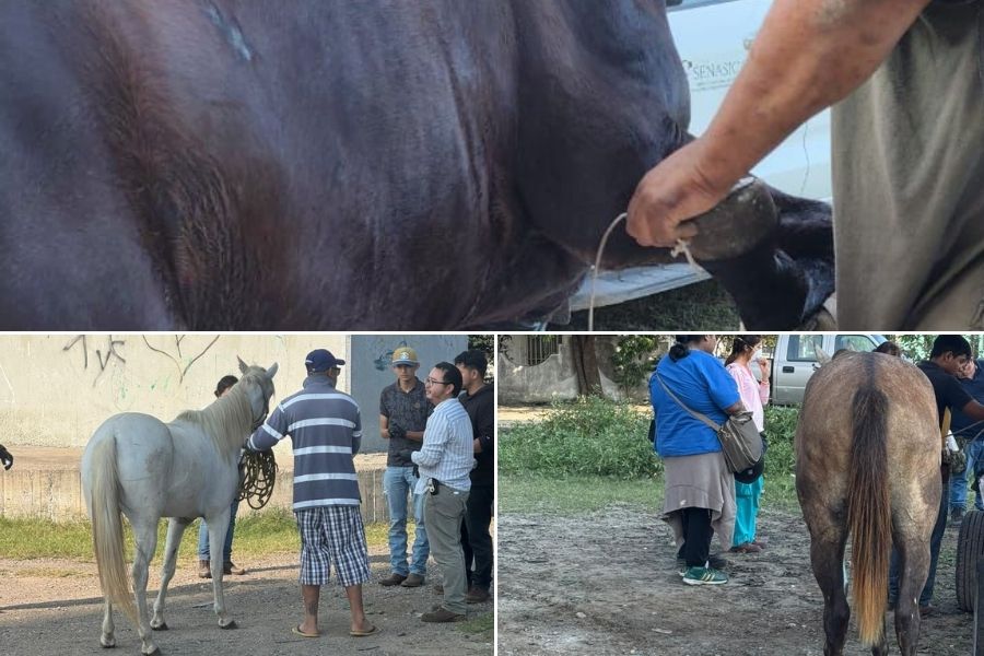 gusano barrenador sur de Tamaulipas