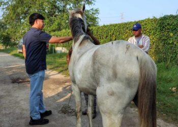 gusano barrenador sur de Tamaulipas