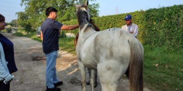 gusano barrenador sur de Tamaulipas