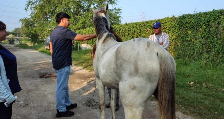 gusano barrenador sur de Tamaulipas