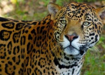 jaguar en Tamaulipas