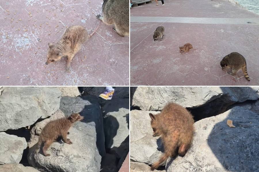 mapaches enfermos en Playa Miramar