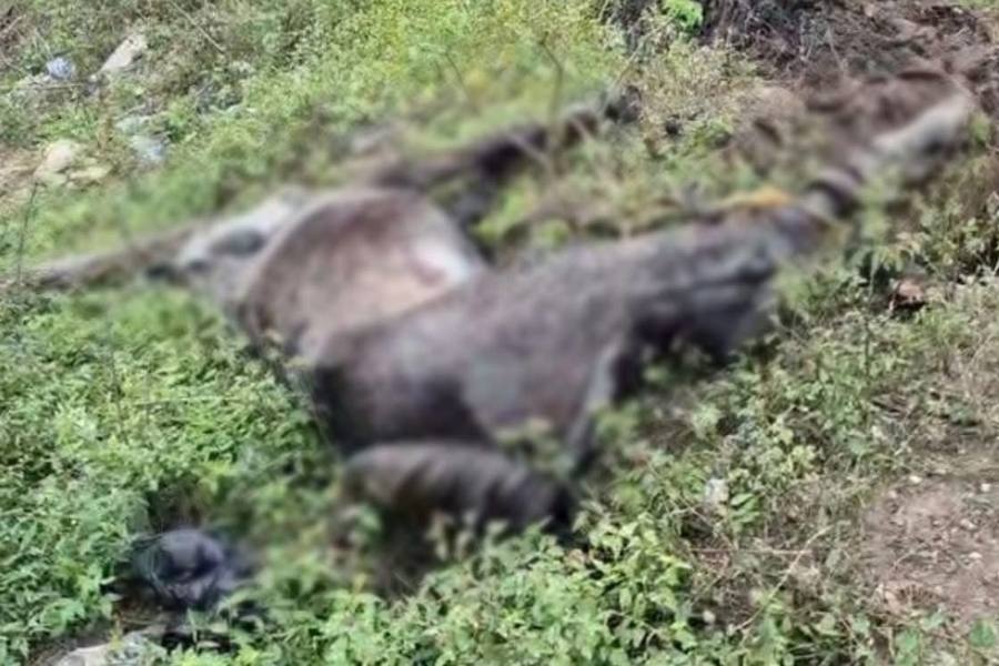 multa por maltrato animal madero