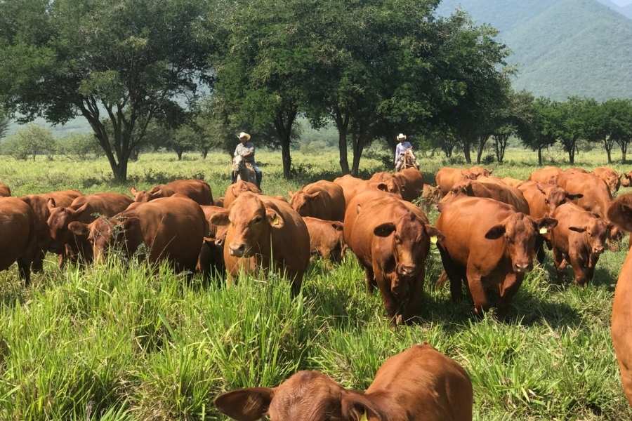 plaga gusano barrenador Tamaulipas