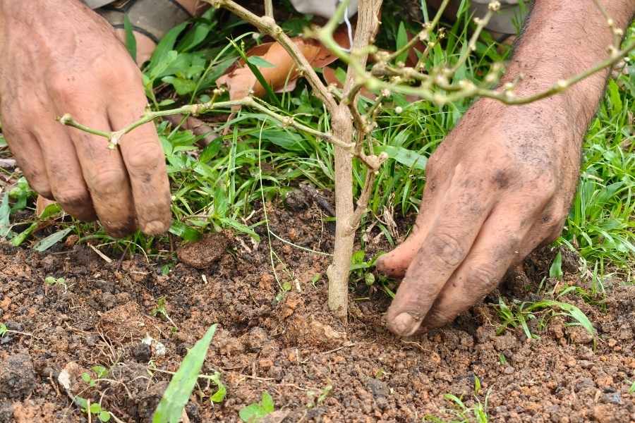 reforestación en Tamaulipas 2026