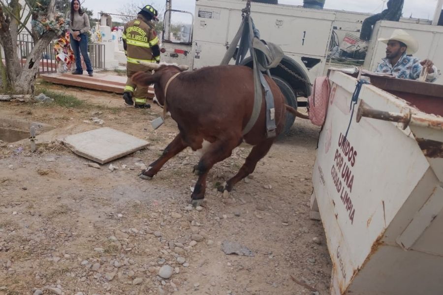 rescate de vaca en panteón de Nuevo Laredo