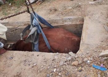 rescate de vaca en panteón de Nuevo Laredo