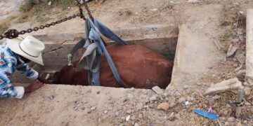 rescate de vaca en panteón de Nuevo Laredo