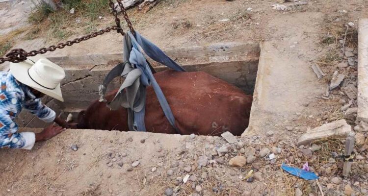 rescate de vaca en panteón de Nuevo Laredo