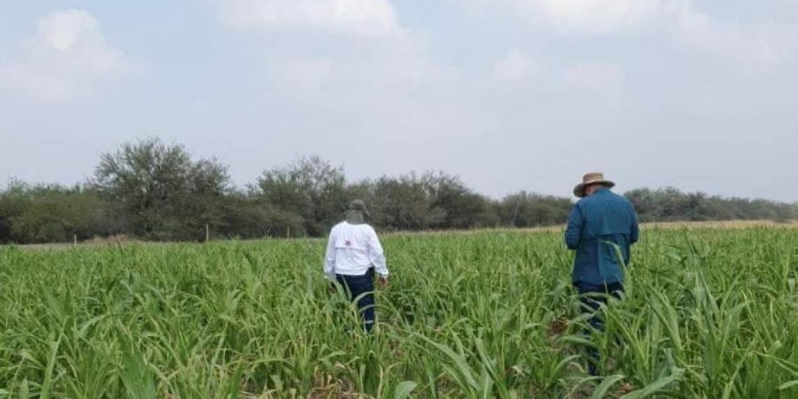 sorgo Tamaulipas