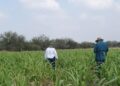 sorgo Tamaulipas