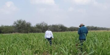 sorgo Tamaulipas