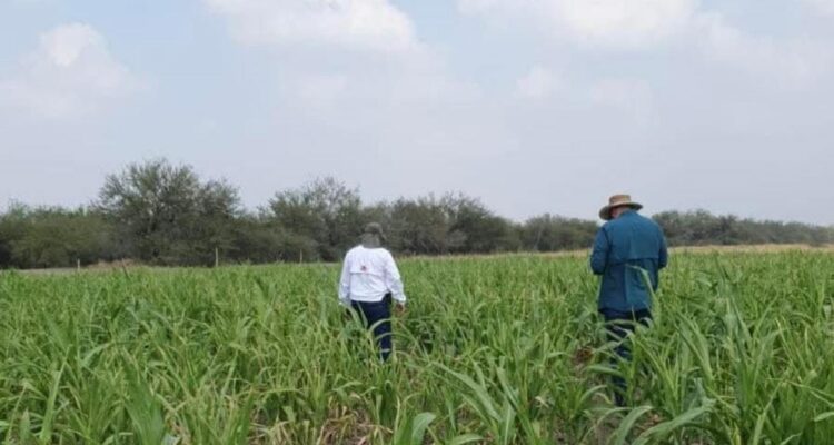sorgo Tamaulipas