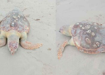 tortuga en Playa Miramar
