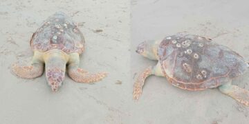 tortuga en Playa Miramar