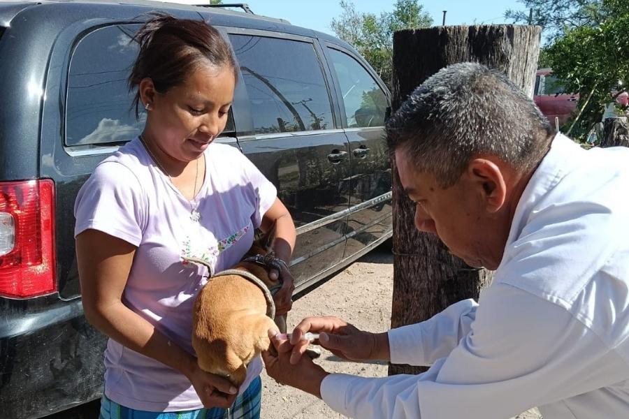 vacunación antirrábica Tamaulipas
