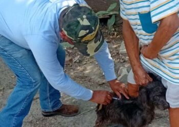 vacunación antirrábica Tamaulipas