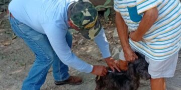 vacunación antirrábica Tamaulipas