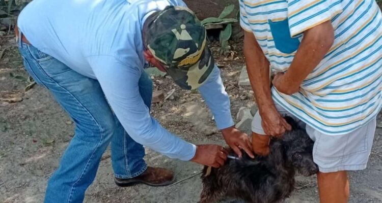 vacunación antirrábica Tamaulipas
