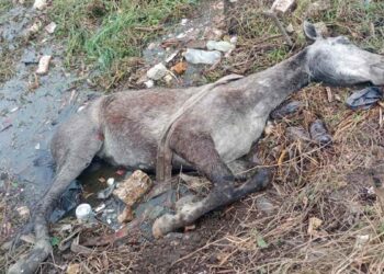 yegua rescatada en Ciudad Madero