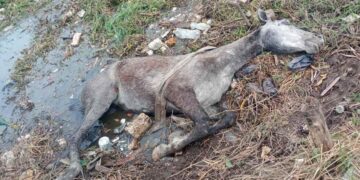 yegua rescatada en Ciudad Madero