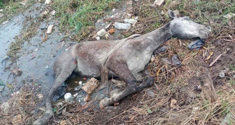 yegua rescatada en Ciudad Madero