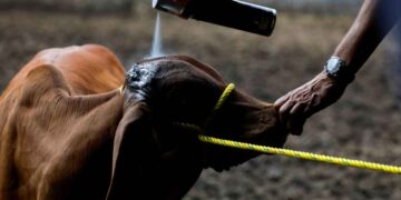 Avanza control sanitario en México frente al gusano barrenador del ganado, informa SADER