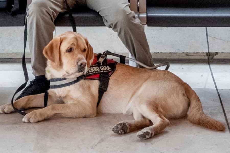 Congreso de Tamaulipas prohíbe negar acceso a personas con animales de asistencia