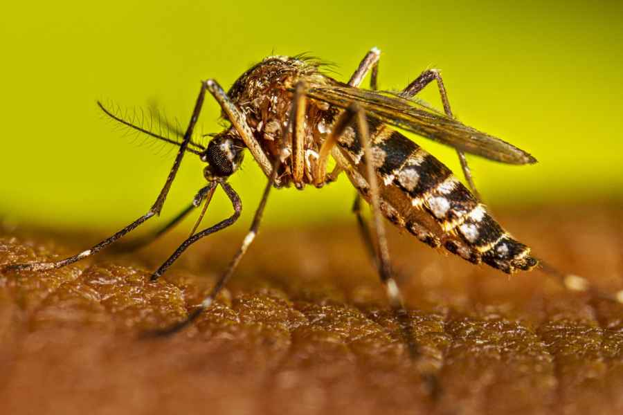 Dengue en México: 552 casos son reportados en enero de este 2026