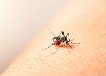 Dengue en México: 552 casos son reportados en enero de este 2026