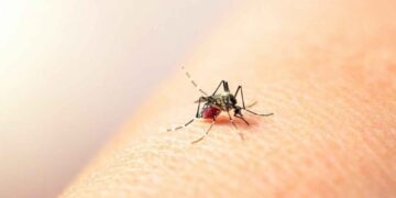 Dengue en México: 552 casos son reportados en enero de este 2026