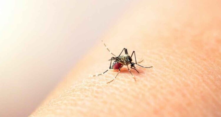 Dengue en México: 552 casos son reportados en enero de este 2026