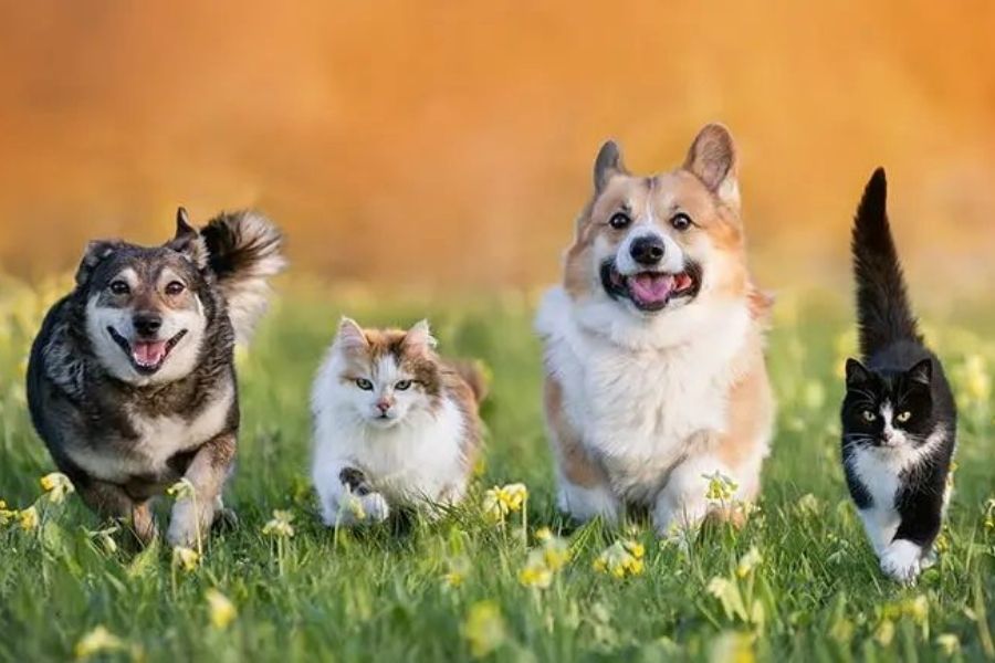 Día Internacional de la Mascota Ciudad Victoria