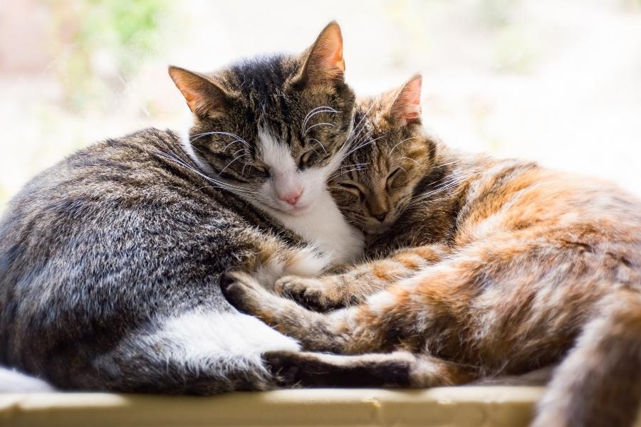 Día Mundial del Gato